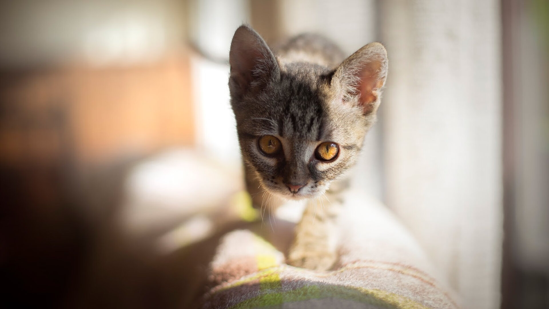 开云中国-“电动冲浪：马鞍山赛场带来前所未有的水上竞速体验”
