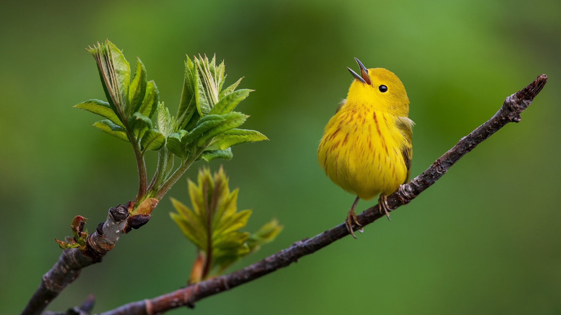 主力射手状态起伏是否影响整队进攻体系协作,射手打球是什么位置