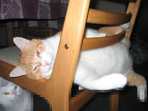 开云平台-诺埃·庞蒂展现新生代蝶泳实力，庞德诺威